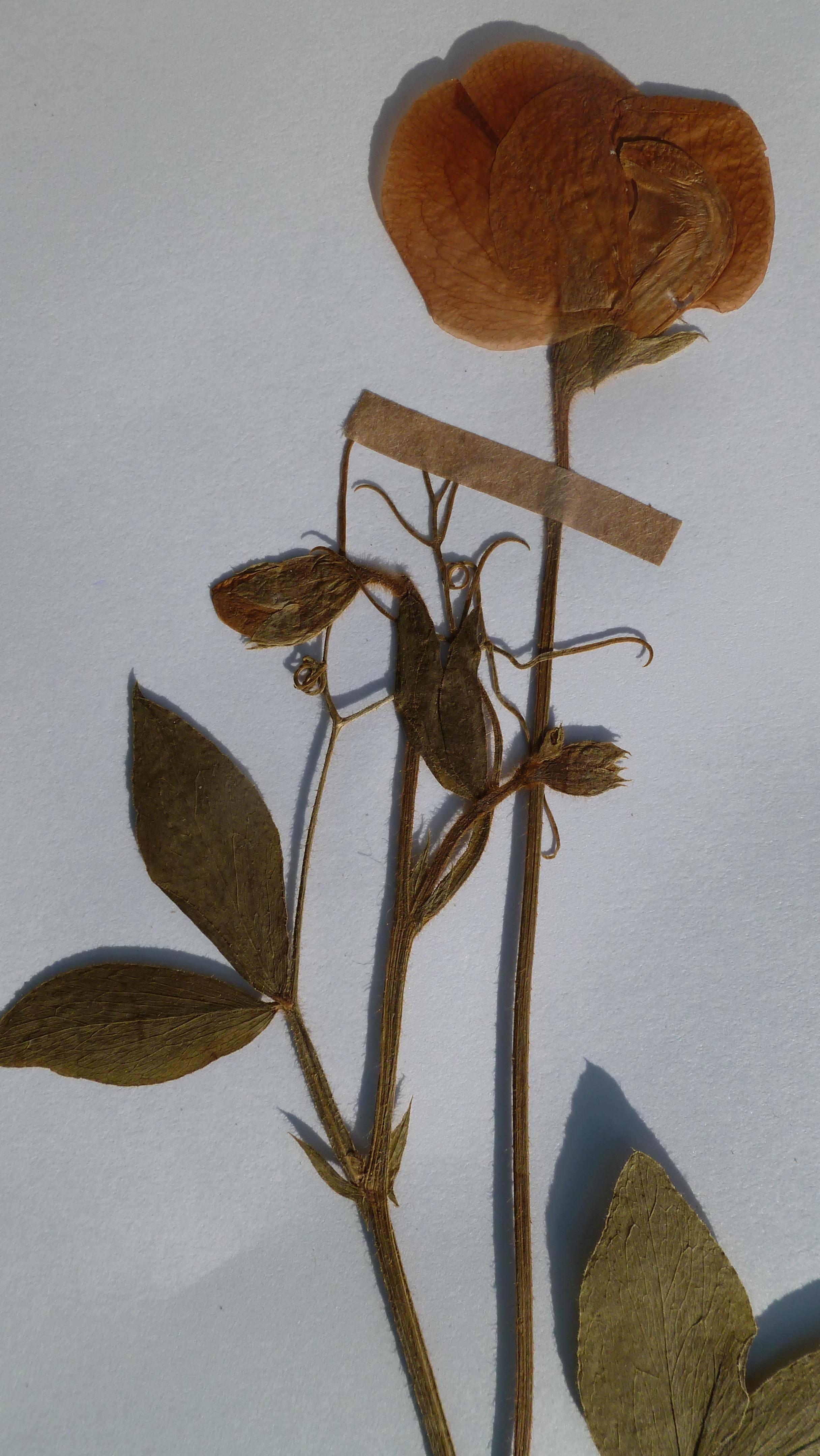 Herbier de la faculté de pharmacie de Toulouse