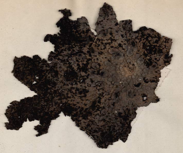 Umbilicaria pustulata