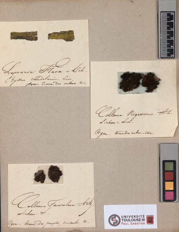 Fascicule 2, page 43, Herbier Chaubard 
